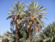 Voyage Maroc désert : Palmiers dattiers d'Erfoud