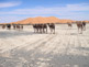 Voyage désert Maroc : dunes et dromadaires