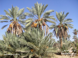 Palmeraies du sud Maroc