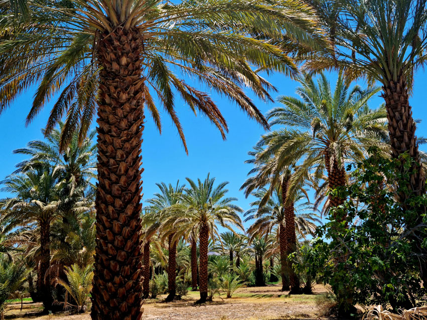 Desert et palmiers