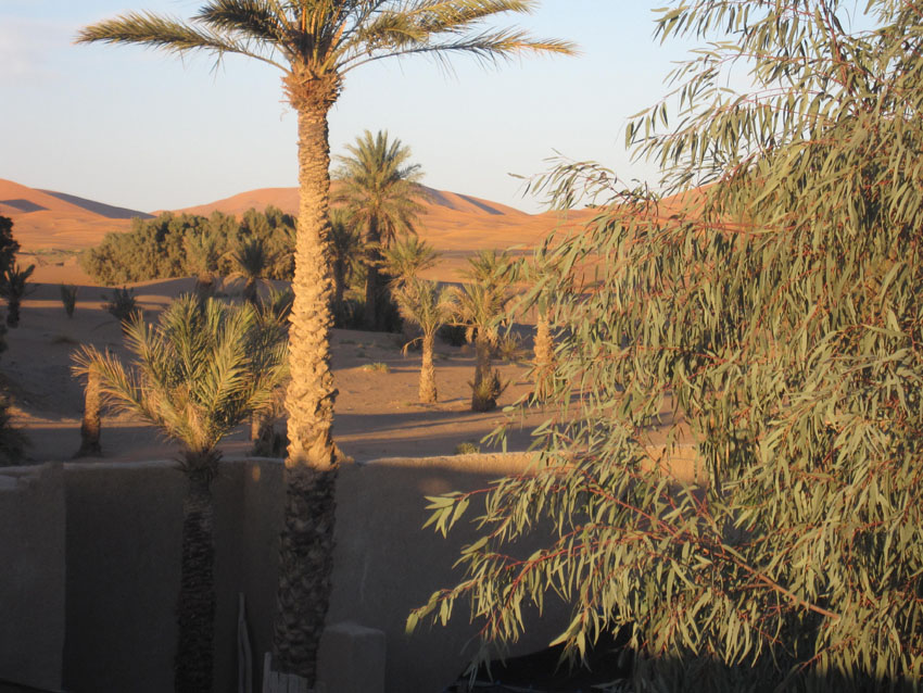 Palmiers au Maroc
