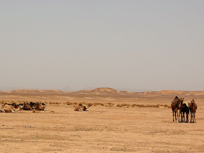 Voyage envoûtant au désert : une vraie expérience spirituelle !