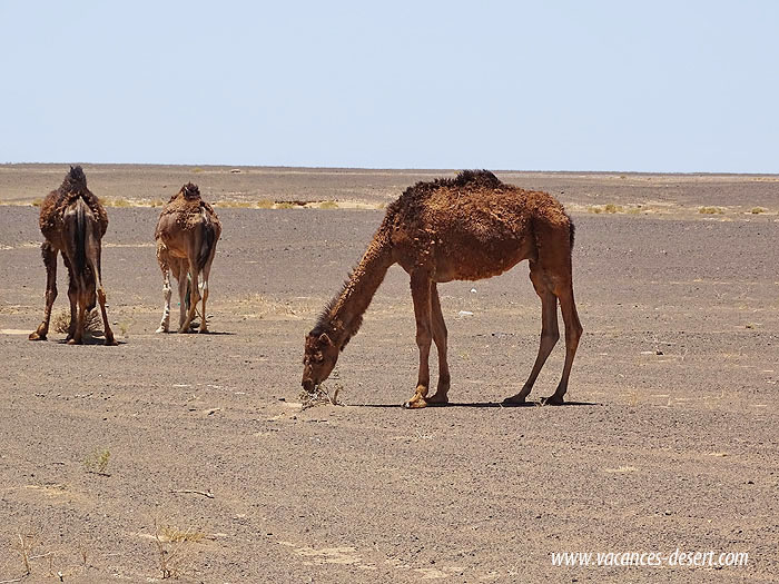 Voyage désert : plaine désertique autour de Merzouga