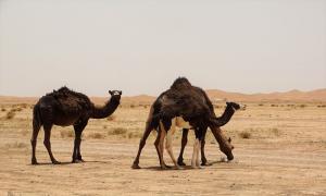 Randonnée désert et bivouac Maroc