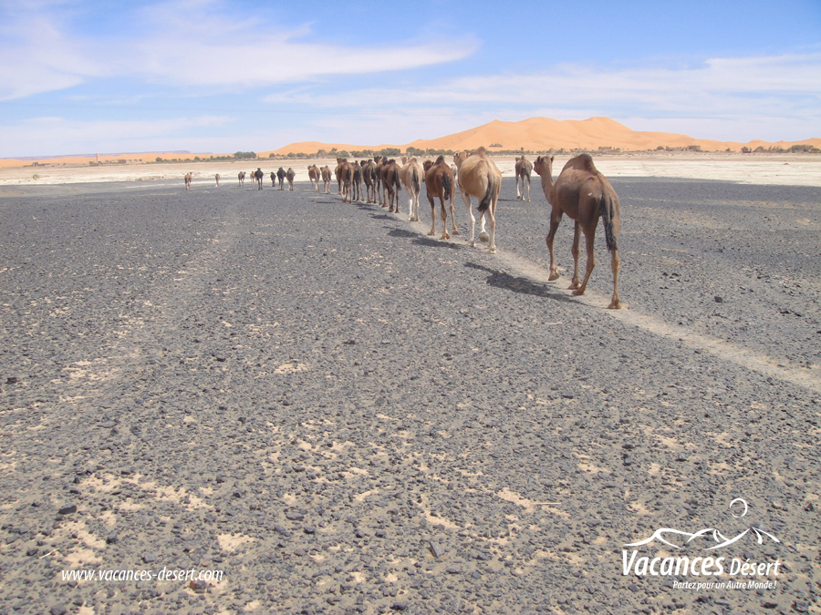 Les animaux du désert marocain : quelles espèces peut-on réellement observer ?