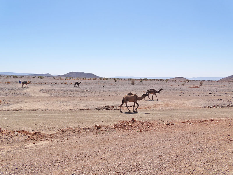 Voyage sud Maroc : Authenticité et émotions !