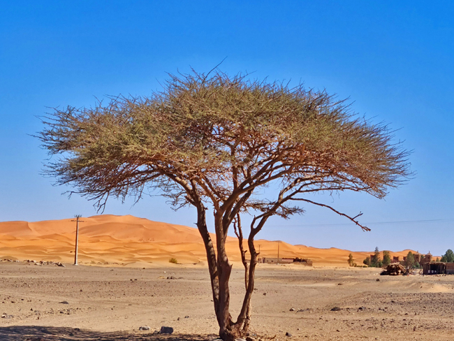 Voyage sud Maroc : une expérience inoubliable entre Atlas et désert