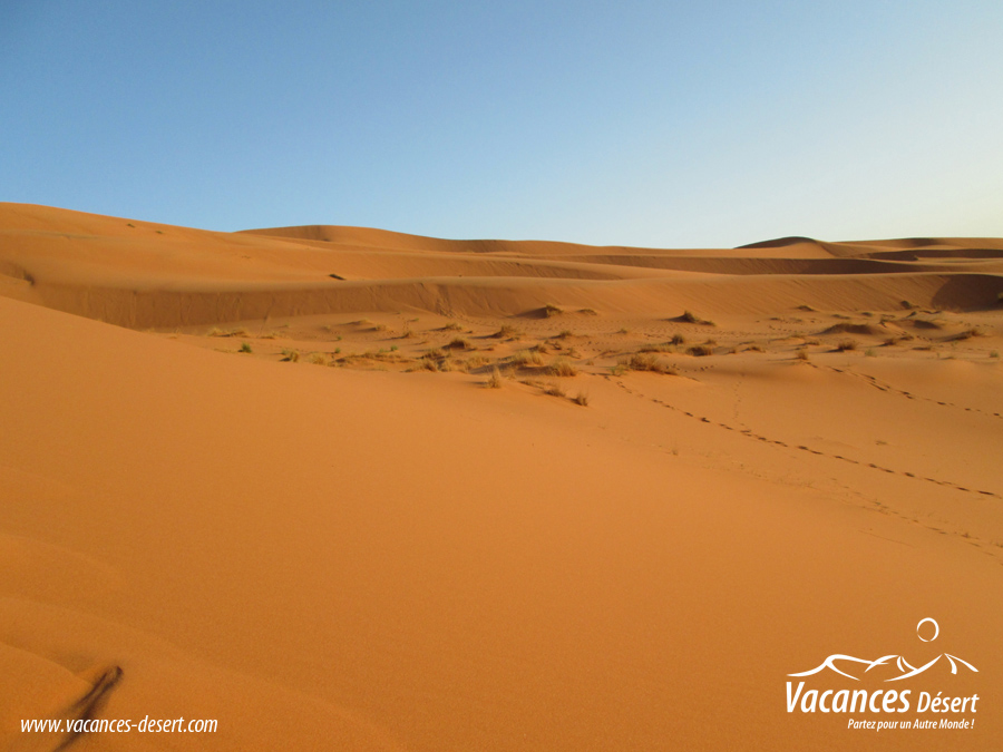 Le Désert Maroc : voyage au cœur des dunes et des émotions