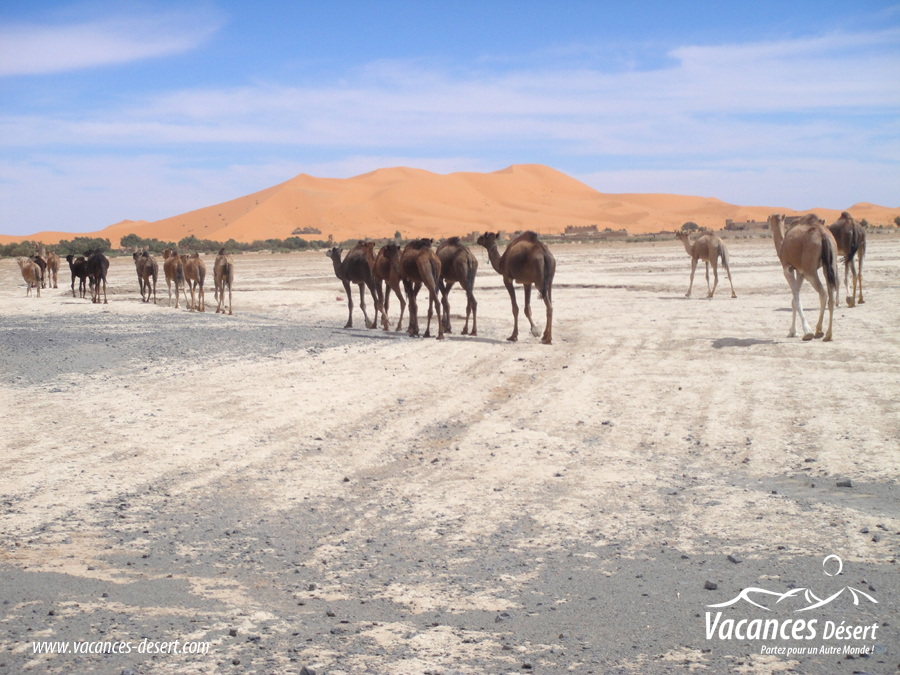 Les animaux du désert marocain : quelles espèces peut-on réellement observer ?