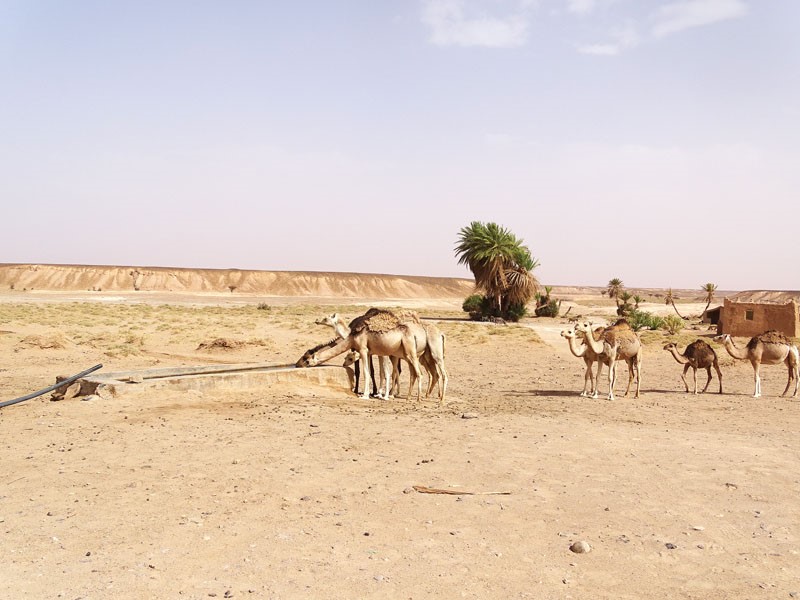 Circuit désert Maroc : voyage inoubliable dans le Sahara !